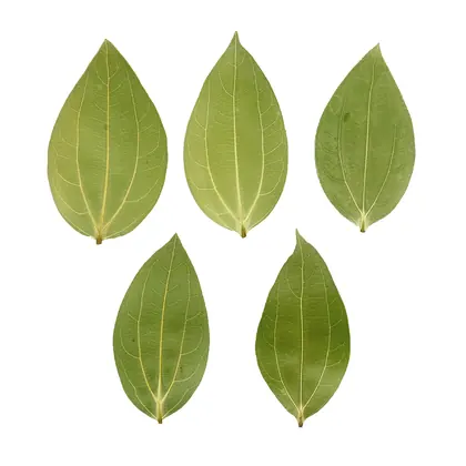 Cinnamon Leaf for Engraving (10pcs)